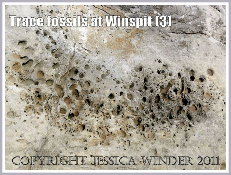 Trace fossils in a limestone boulder at Winspit, Dorset, UK - part of the Jurassic Coast (3)