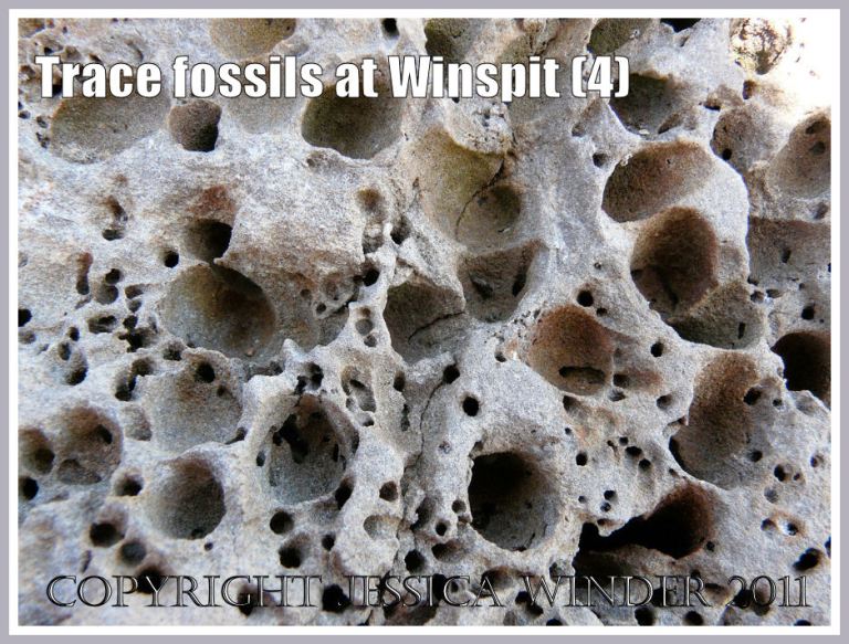 Close-up of trace fossils shown in Photos 2 & 3, limestone boulder at Winspit, Dorset, UK - part of the Jurassic Coast (4)