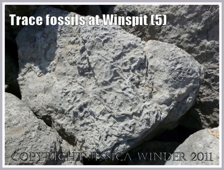 Limestone boulder with trace fossils at Winspit, Dorset, UK - part of the Jurassic Coast (5)
