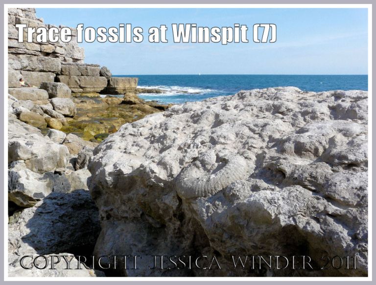 Large Titanites giganteus ammonite fossil in a limestone boulder at Winspit, Dorset, UK - part of the Jurassic Coast (7)