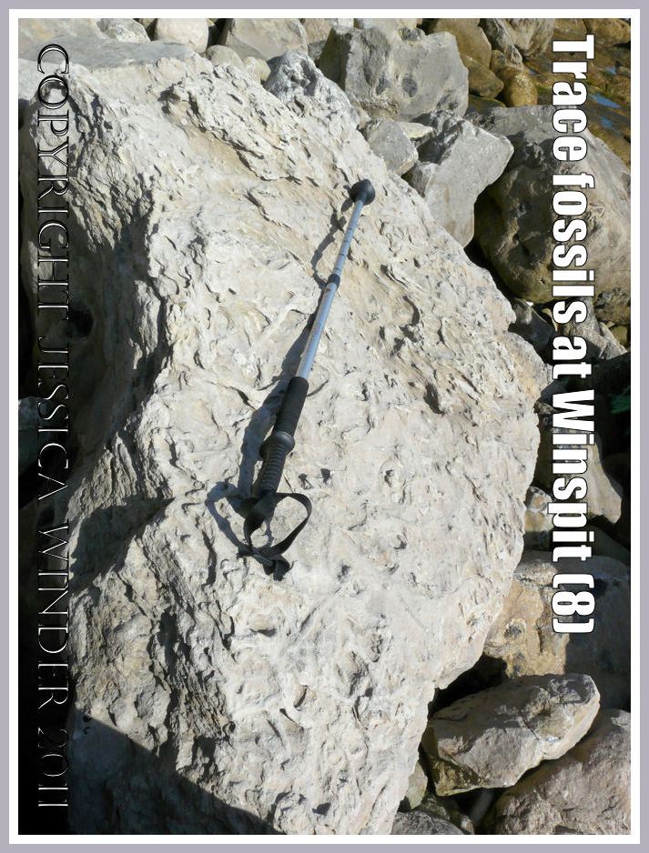 Trace fossils on the surface of a large limestone boulder (with walking pole for scale), Winspit, Dorset, UK - part of the Jurassic Coast (8)