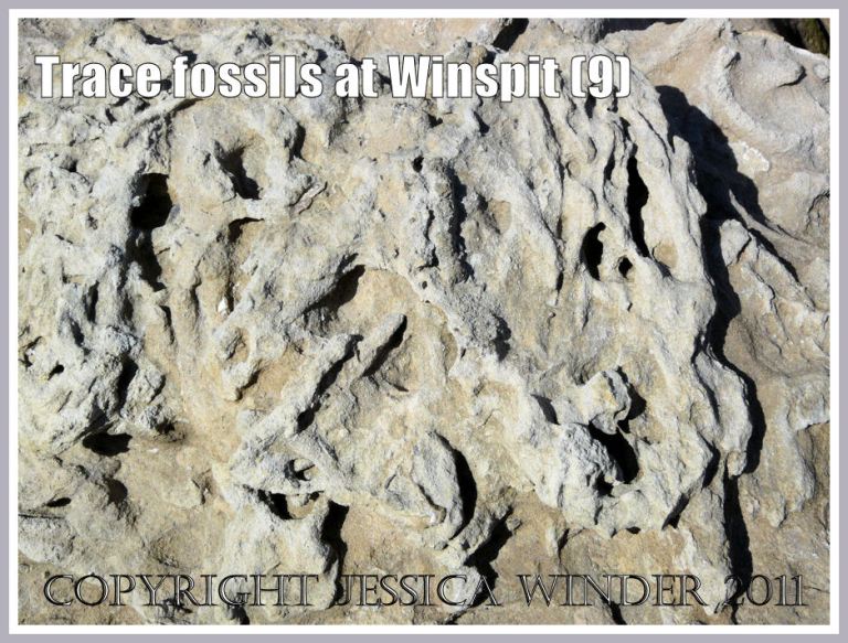 Detail of trace fossils on limestone boulder (photo 8) at Winspit, Dorset, UK - part of Jurassic Coast (9)