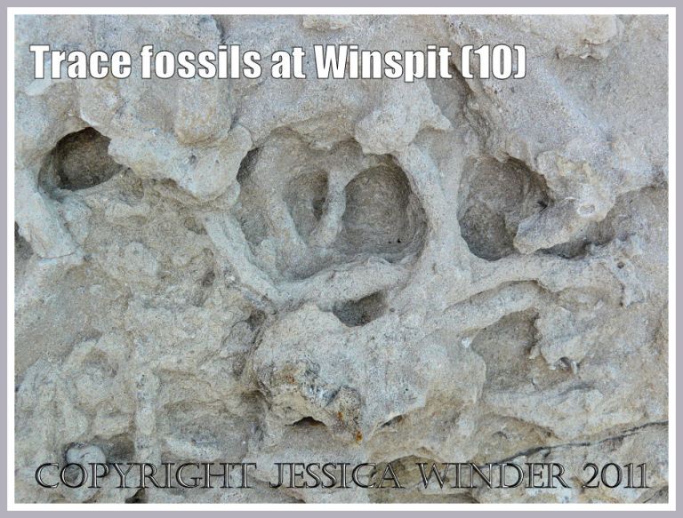 Detail of trace fossils on limestone boulder (photo 8) at Winspit, Dorset, UK - part of Jurassic Coast (10)