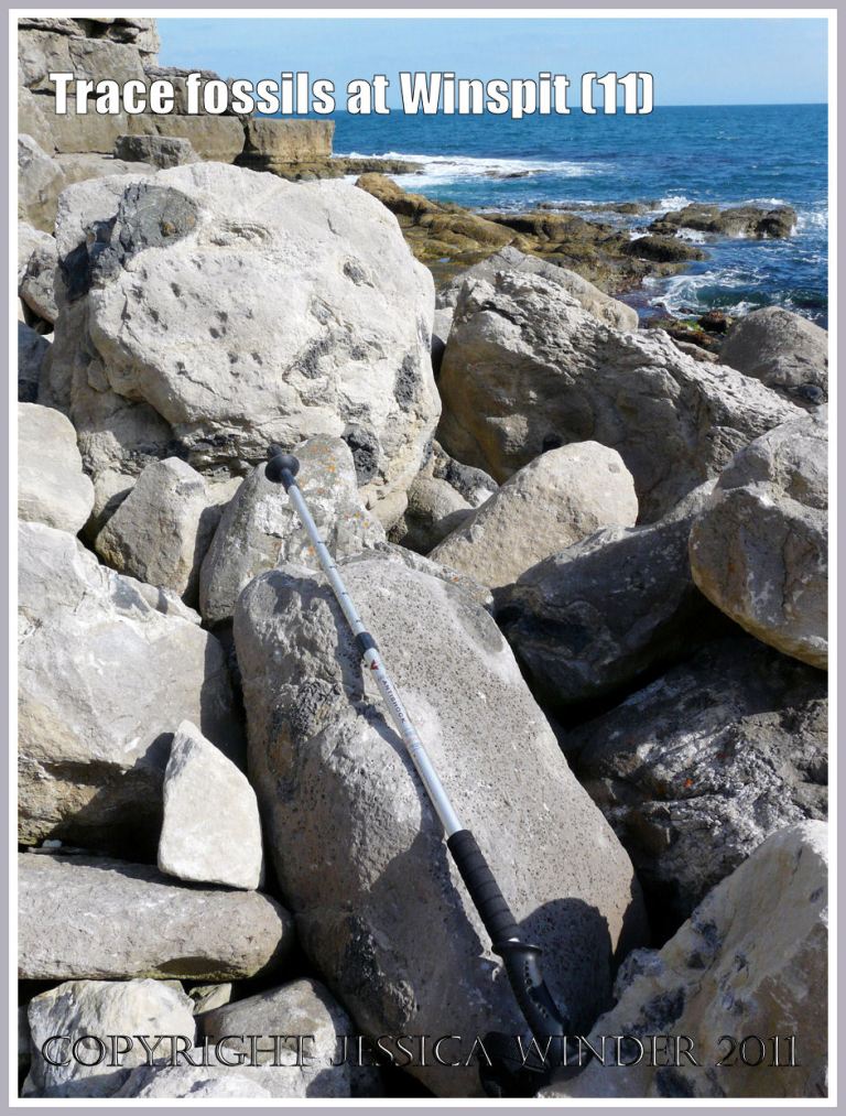 Trace fossils on a limestone boulder at Winspit, Dorset, UK - part of the Jurassic Coast (11)