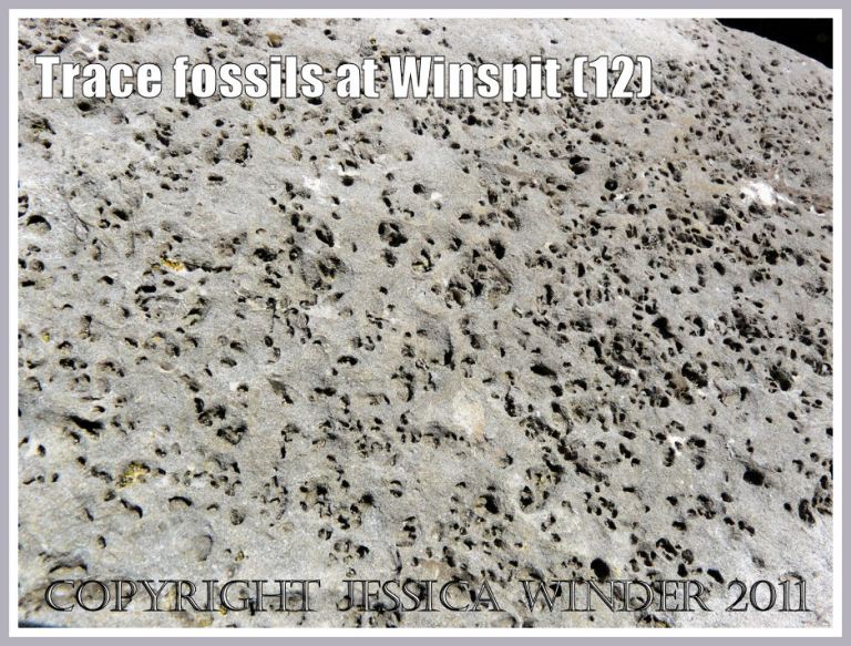 Detail of trace fossils in a limestone boulder (photo 11) at Winspit, Dorset, UK - part of the Jurassic Coast (12)