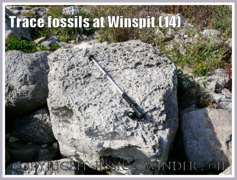 Limestone boulder with surface covered in trace fossils at Winspit, Dorset, UK - part of the Jurassic Coast (14)