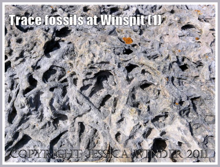 Trace fossil burrows in a limestone boulder, made by marine invertebrate creatures in ancient times, at Winspit, Dorset, UK - part of the Jurassic Coast (1)