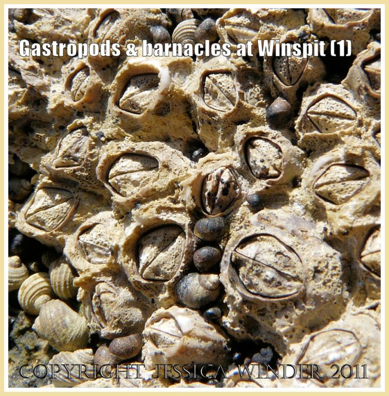 Tiny black smooth-shelled gastropod molluscs, Melarhaphe (Littorina) neritoides Linnaeus, clustered amongst acorn barnacles, on the rocky shore at Winspit, Dorset, UK - part of the Jurassic Coast (1)