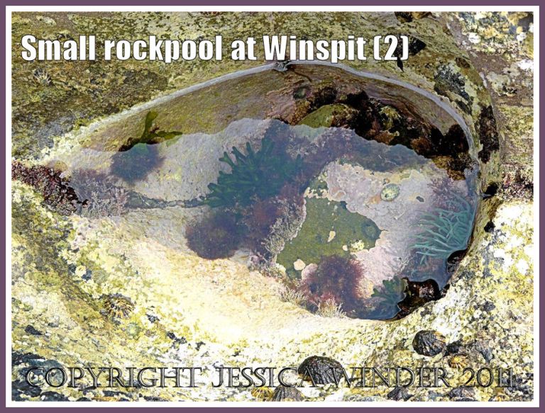 Almond or eye-shaped small rockpool at Winspit, Dorset, UK - part of the Jurassic Coast (2)