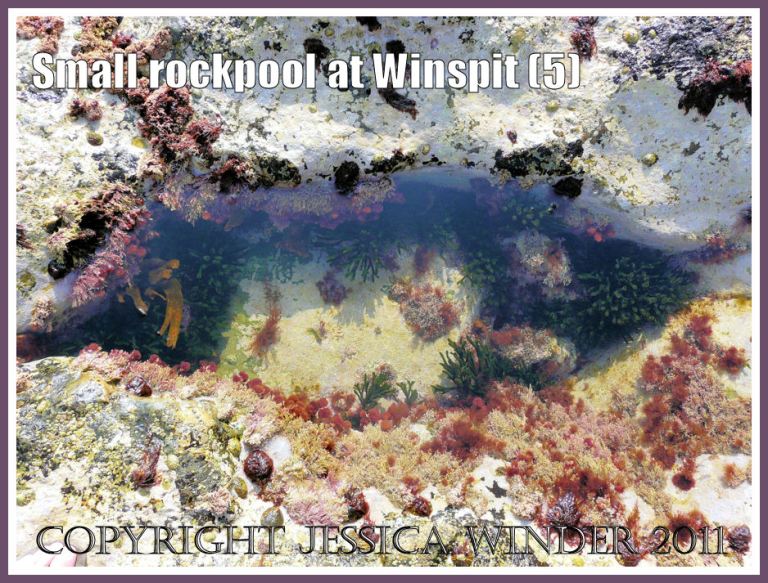 Small mouth-shaped rockpool at Winspit, Dorset, UK - part of the Jurassic Coast (5)