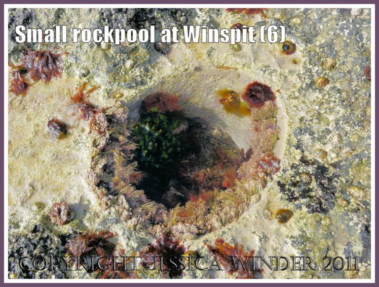 Small round rockpool at Winspit, Dorset, UK - part of the Jurassic Coast (6)