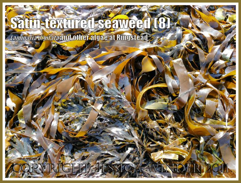 Tangle or Oarweed, Laminaria digitata (Hudson) Lamouroux, with smooth satin-textured blades, growing on offshore kelp beds at Ringstead Bay, Dorset, UK, and exposed on a very low tide (8)
