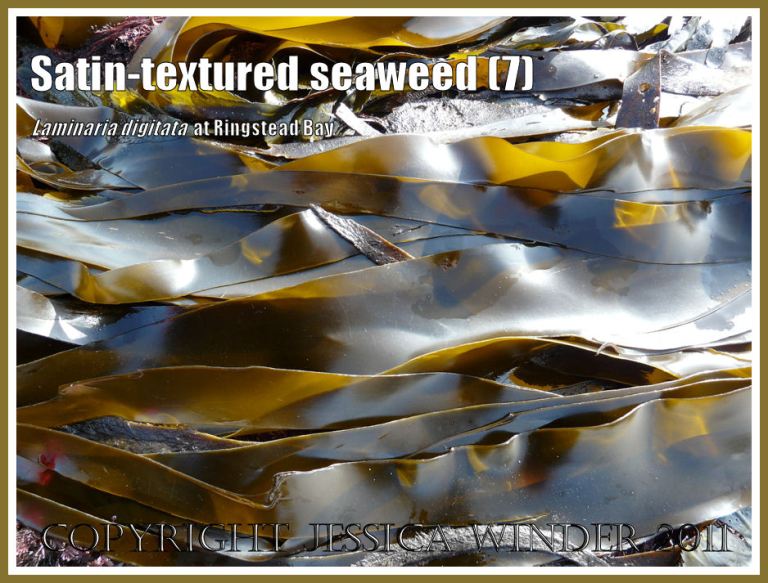 Tangle or Oarweed, Laminaria digitata (Hudson) Lamouroux, with smooth satin-textured blades, growing on offshore kelp beds at Ringstead Bay, Dorset, UK, and exposed on a very low tide (7)