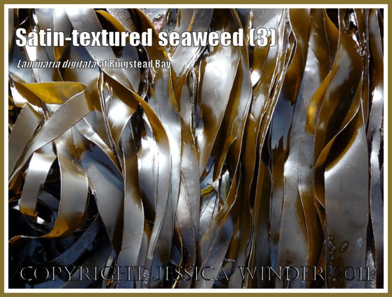 Tangle or Oarweed, Laminaria digitata (Hudson) Lamouroux, with smooth satin-textured blades, growing on offshore kelp beds at Ringstead Bay, Dorset, UK, and exposed on a very low tide (3)