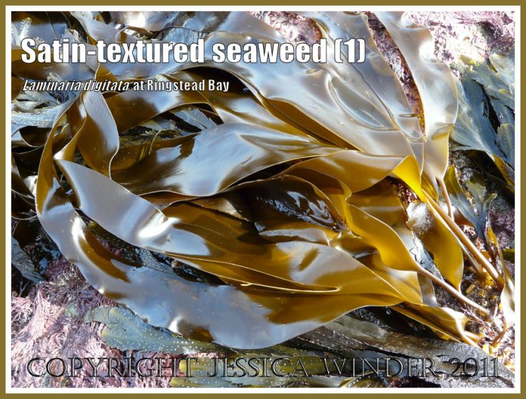 Tangle or Oarweed, Laminaria digitata (Hudson) Lamouroux, with smooth satin smooth textured blades, growing on offshore kelp beds at Ringstead Bay, Dorset, UK, and exposed on a very low tide (1)
