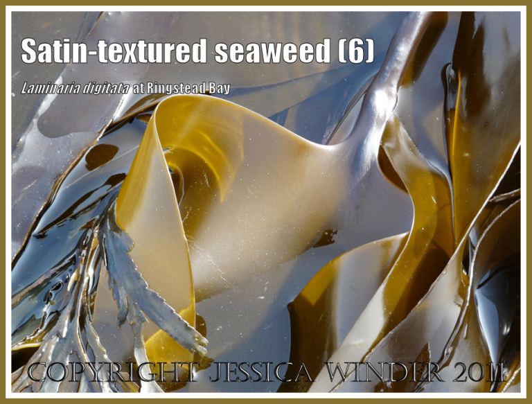 Tangle or Oarweed, Laminaria digitata (Hudson) Lamouroux, with smooth satin-textured blades, growing on offshore kelp beds at Ringstead Bay, Dorset, UK, and exposed on a very low tide (6)