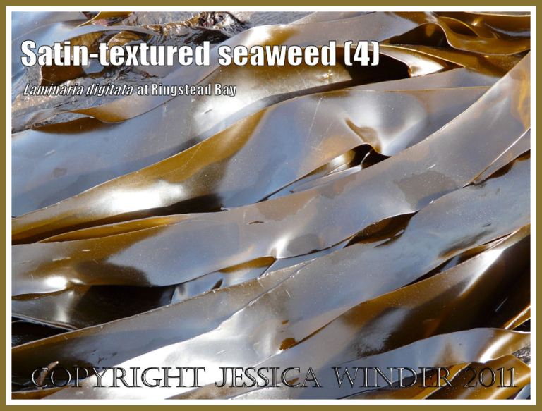 Tangle or Oarweed, Laminaria digitata (Hudson) Lamouroux, with smooth satin-textured blades, growing on offshore kelp beds at Ringstead Bay, Dorset, UK, and exposed on a very low tide (4)