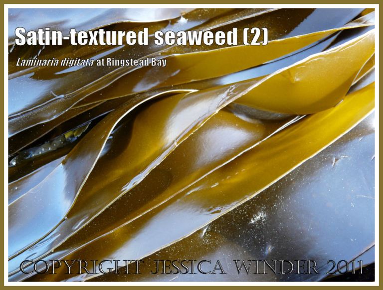 Tangle or Oarweed, Laminaria digitata (Hudson) Lamouroux, with smooth satin-textured blades, growing on offshore kelp beds at Ringstead Bay, Dorset, UK, and exposed on a very low tide (2)