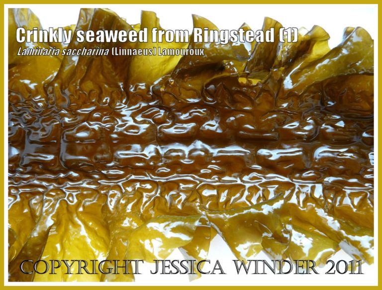Crinkled puckered glossy seaweed (Laminaria saccharina), also known as Sea Belt or Poor Man's Weatherglass - View 1