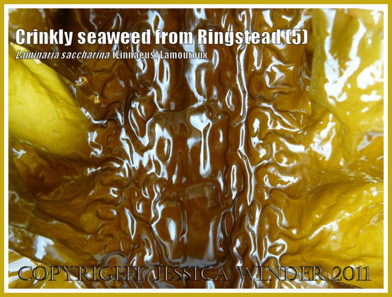 Detail of the shiny, puckered texture of the kelp Laminaria saccharina, also known as Sea Belt or Poor Man's Weatherglass - View 5