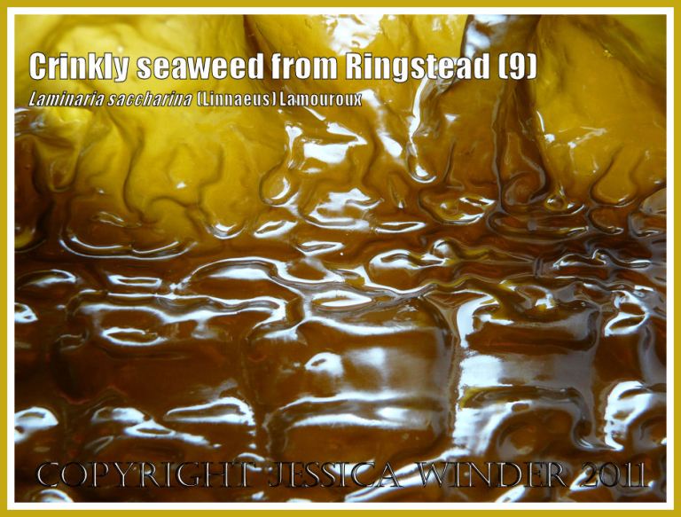 Detail of the wrinkled and rumpled glossy frond of Sea Belt or Poor Man's Weatherglass seaweed (Laminaria saccharina). View 9