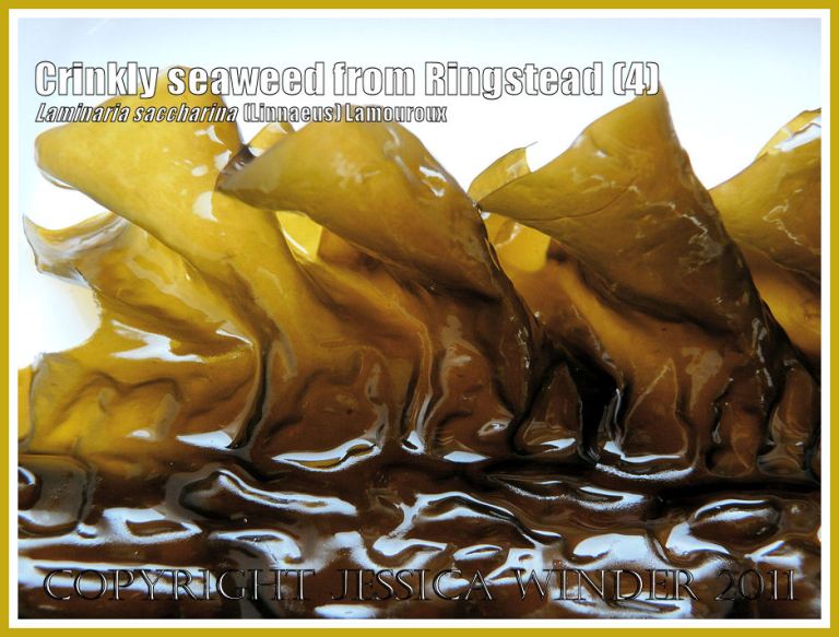 Detail of the wavy, folded edge of the crinkled, puckered, glossy textured seaweed (Laminaria saccharina), also known as Sea Belt or Poor Man's Weatherglass - View 4