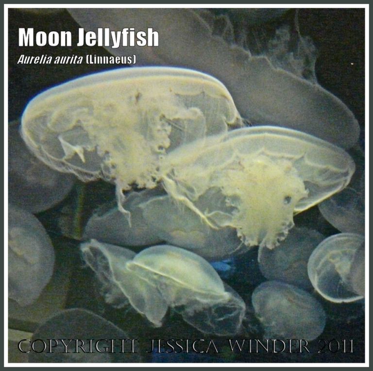 A group of Moon Jellyfish, Aurelia aurita (Linnaeus), swimming in an aquarium (7)