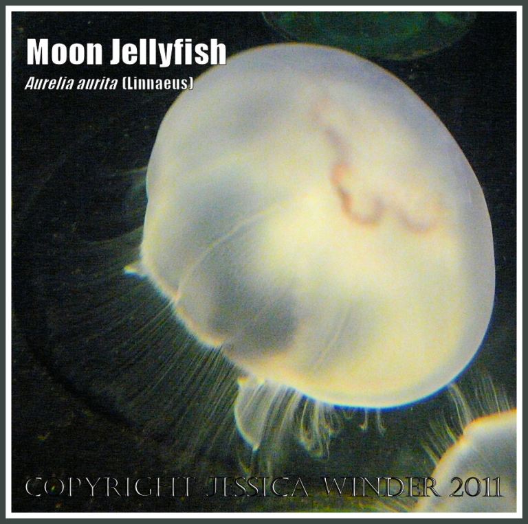 Moon Jellyfish, Aurelia aurita (Linnaeus), swimming in an aquarium (6)