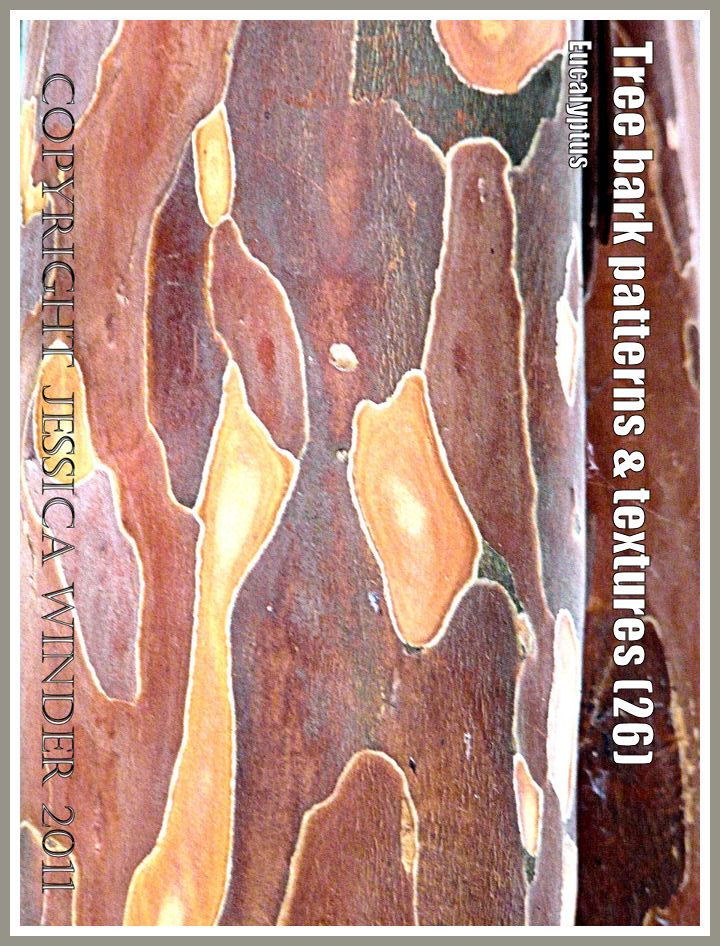 P1400806aEucalyptusBlog26 Bark pattern and texture in Eucalyptus (26) Bark pattern and texture in Eucalyptus (26)