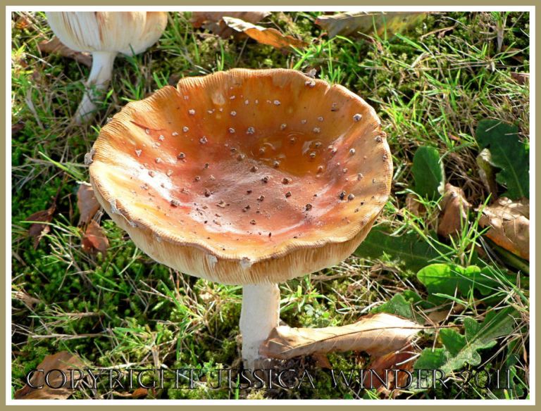 An orange-capped Agaric type toadstool, Dorset, UK (6)