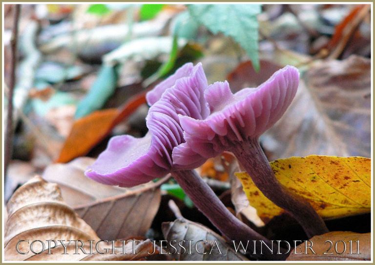 Amethyst Deceiver, Laccaria amethystina, purplish-lilac capped toadstool, Dorset, UK (2)