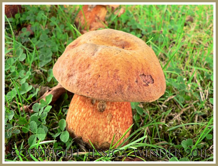 Boletus mushroom, one of a fungus family that includes many edible species, Dorset, UK (5)
