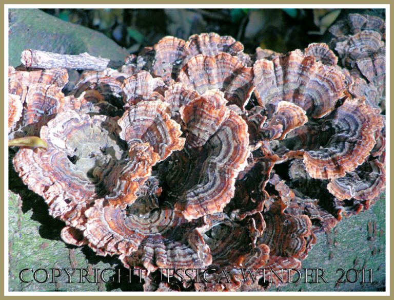 Small multi-coloured bracket type fungus, possibly Trametes versicolor, Dorset, UK (3)