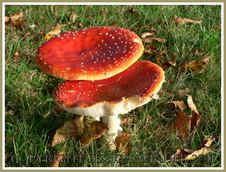 Fly Agaric, Amanita muscaria, the spotted red toadstool, Winfrith, Dorset, UK (1)