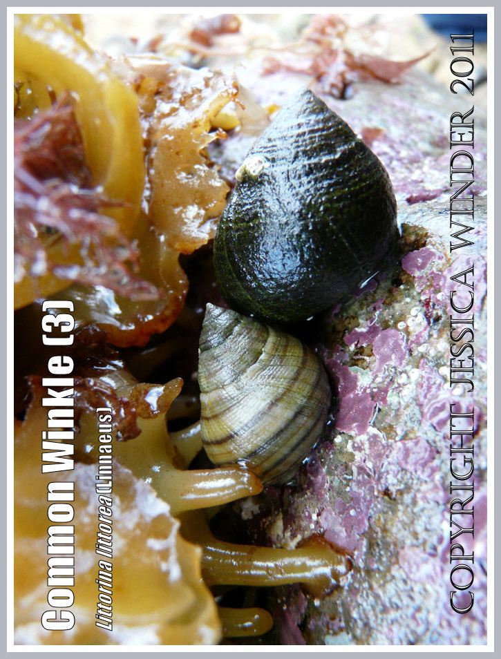 Common Winkles or Periwinkles, Littorina littorea (Linnaeus), feeding on a kelp holdfast (3)
