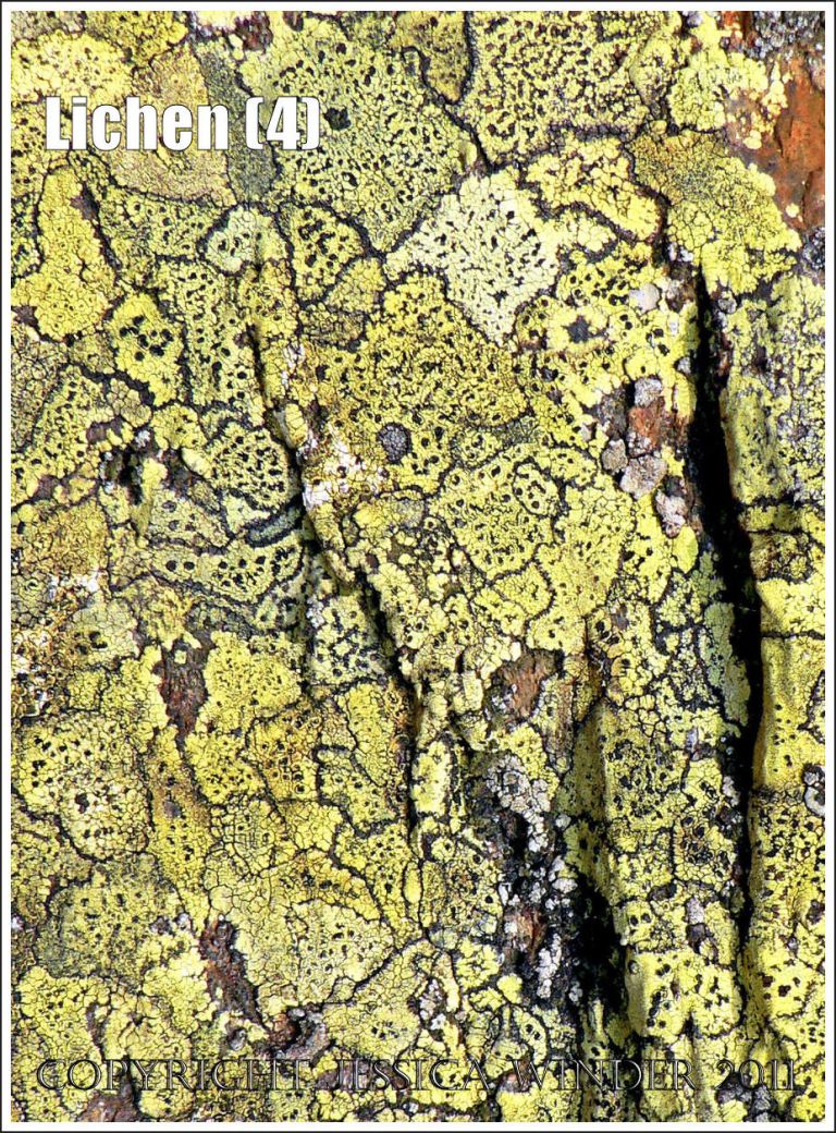 Lichen pattern: Abstract pattern of pale olive coloured lichen on rock, Windermere, Lake District, UK (4)