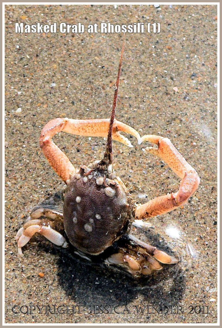 Living Masked Crab, Corystes cassivelaunus (Pennant), braced in the wet sand to meet the on-coming waves, Rhossili, Gower, South Wales (1)