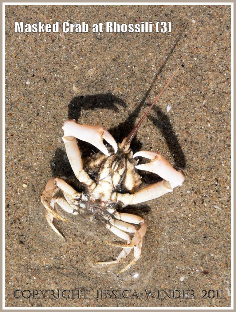 A living male Masked Crab, Corystes cassivelaunus (Pennant), on its back in the wet sand after being hit by a wave, Rhossili, Gower, South Wales (3)