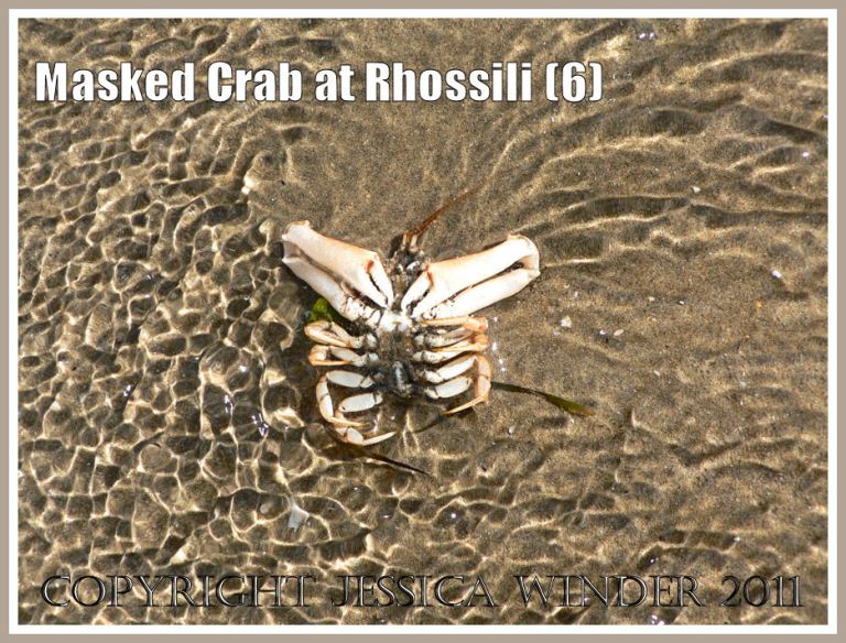 Living Masked Crab, Corystes cassivelaunus (Pennant), bowled over backwards by an incoming wave, Rhossili, Gower, South Wales (6)