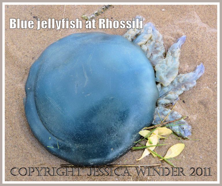 P1020286aBlog2 The blue dome of the Dustbin-lid Jellyfish, Rhizostoma octopus (Linnaeus), stranded at Rhossili Bay, Gower, South Wales. UK (2) Barrel-mouthed jellyfish: The blue dome of the Dustbin-lid Jellyfish, Rhizostoma octopus (Linnaeus), stranded at Rhossili Bay, Gower, South Wales. UK (2)