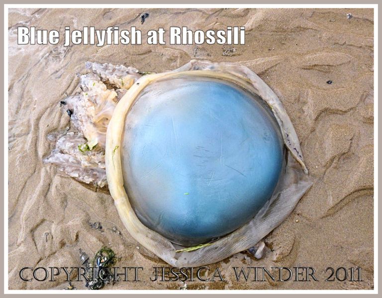 P1020328aBlog3 The blue dome of the Dustbin-lid Jellyfish, Rhizostoma octopus (Linnaeus), stranded at Rhossili Bay, Gower, South Wales. UK (3) The blue dome of the Dustbin-lid Jellyfish, Rhizostoma octopus (Linnaeus), stranded at Rhossili Bay, Gower, South Wales. UK (3)
