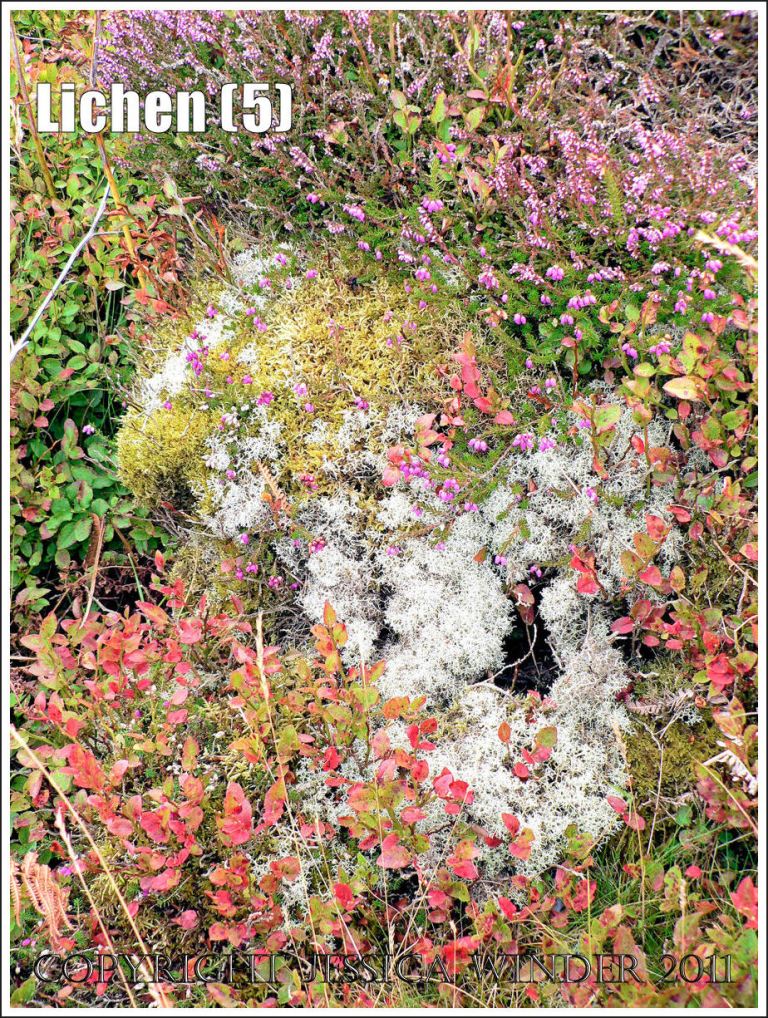 Lichen patterns: Abstract pattern of pale grey Reindeer Lichen surrounded by green moss, pink ling and heather flowers, and small red leaves, Rhossili Down, Gower, South Wales (5)