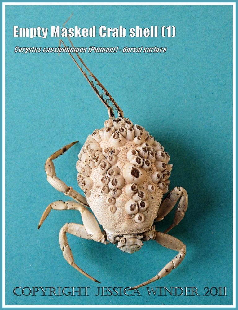 Empty Masked Crab shell, Corystes cassivelaunus (Pennant), dorsal surface, with acorn barnacles attached, picked up from the strandline on the beach (1)