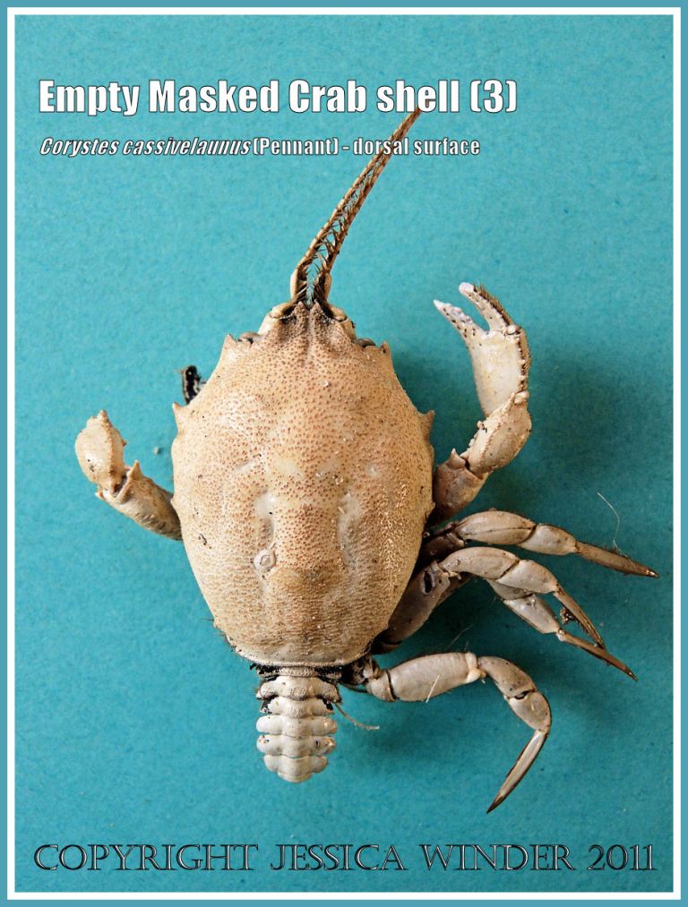 Empty Masked Crab shell, Corystes cassivelaunus (Pennant), dorsal surface, picked up from the strandline on the beach (3)