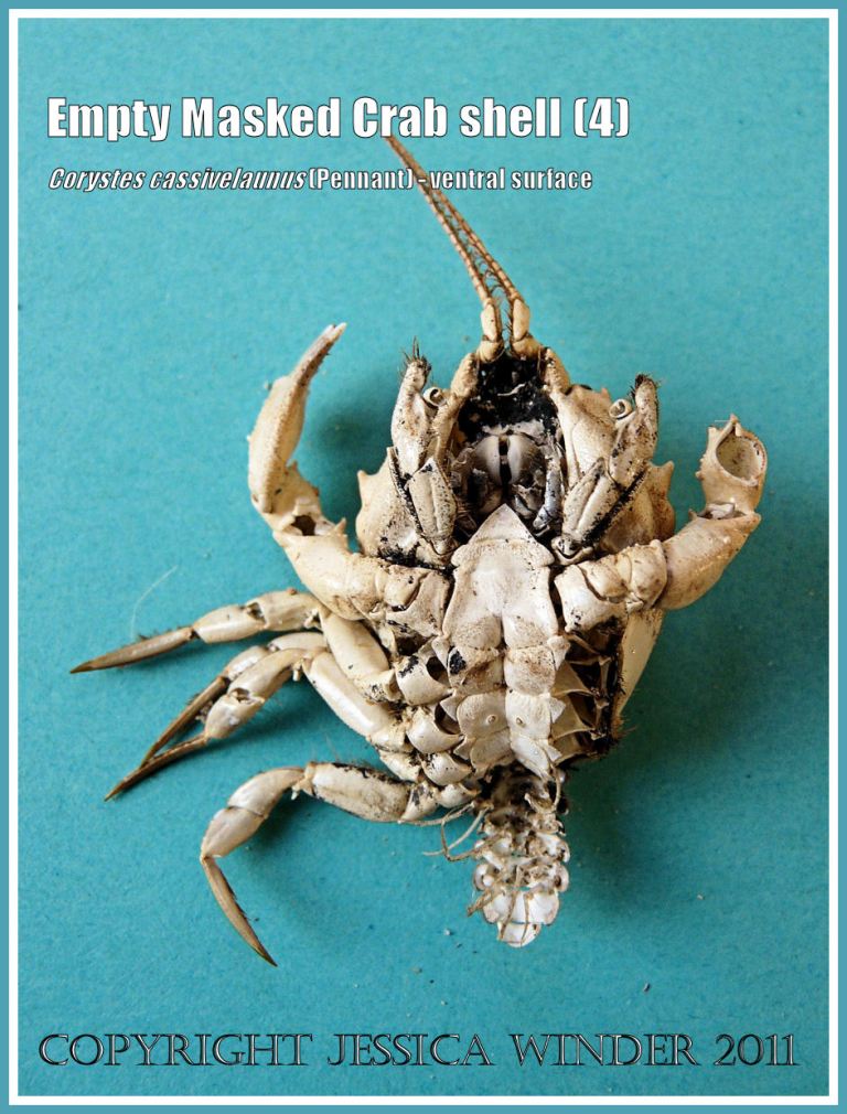 Empty Masked Crab shell, Corystes cassivelaunus (Pennant), ventral surface, picked up from the strandline on the beach (4)