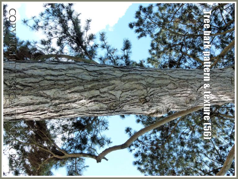 Stone Pine (Pinus nigra) bark pattern and texture (56)