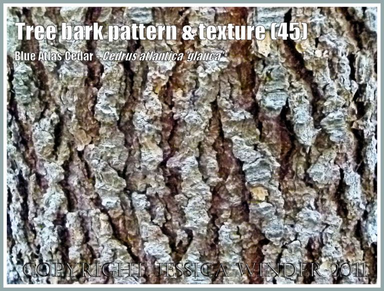 Bark pattern and texture in Blue Atlas Cedar, Cedrus atlantica 'Glauca' (45)