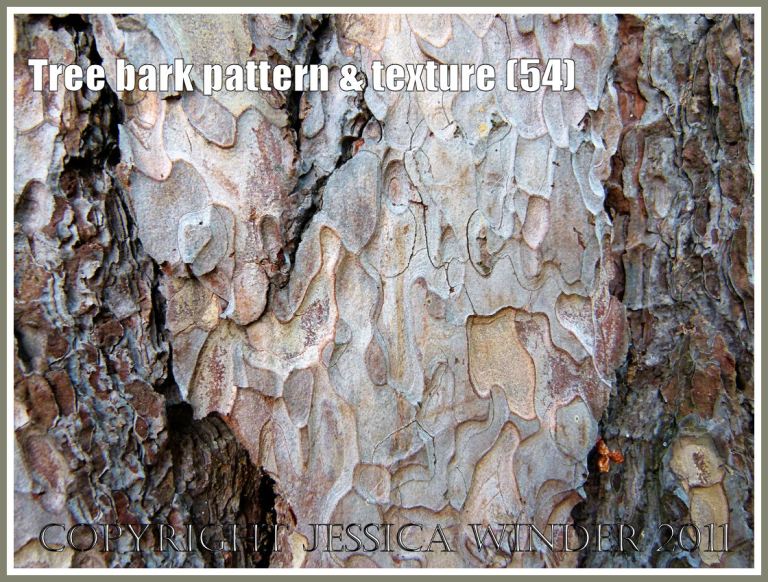 Stone Pine (Pinus nigra) bark pattern and texture (54)