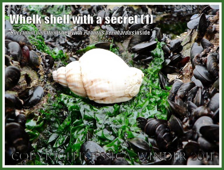 Seashell with a secret. Common Whelk shell (Buccinum undatum) in which a Hermit Crab (Pagurus bernhardus) is living on Burry Holms, Rhossili, Gower, South Wales (1)