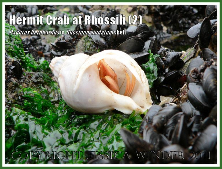 Hermit Crab (Pagurus bernhardus) emerging from a Common Whelk shell (Buccinum undatum) at Burry Holms, Rhossili, Gower, South Wales(2)